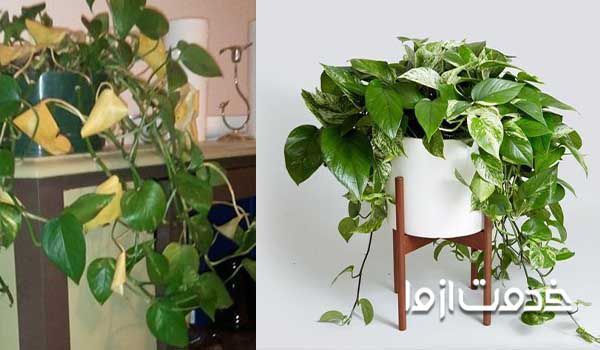 زرد شدن و سوختن گیاه پتوس 